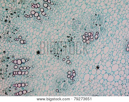 Mulberry Micrograph