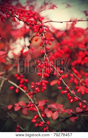Ripe Berries Of Barberry