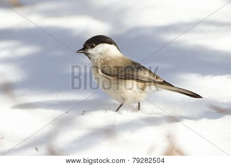 Marsh Tit - Parus palustris