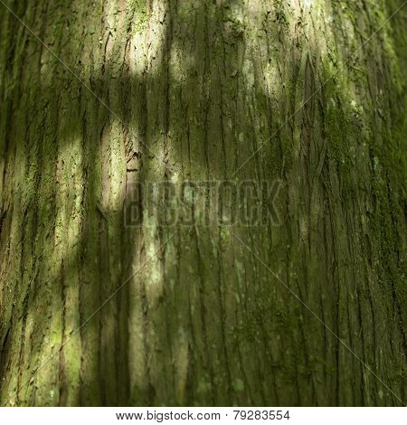 Tree Trunk