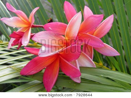 Plumeria çiçekler