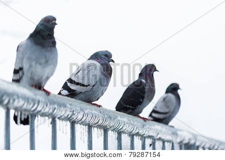 Pigeons