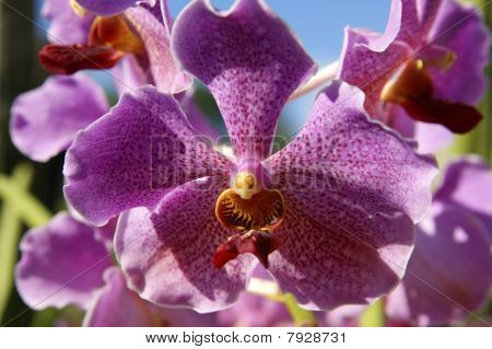 蝶の楽園。ボルネオの蘭の花。