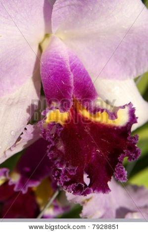 Paradiso di farfalle. Orchidee del Borneo.