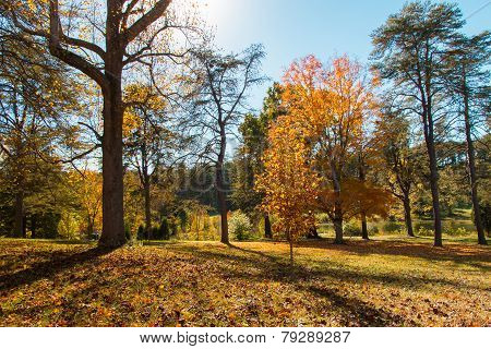Meadow In Autumn Park
