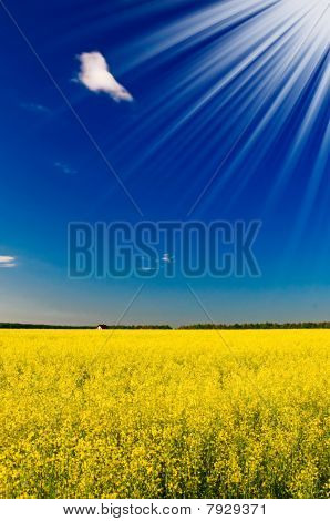 Dejlig solnedgang over Golden Rapefield af forår.
