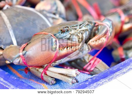 Raw Crab On Shelf.