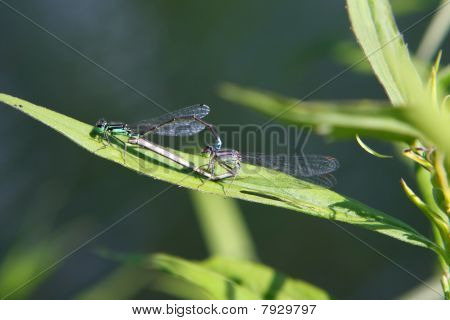 Motýlice východní Forktail