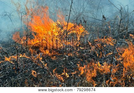 Flame Of Brushfire