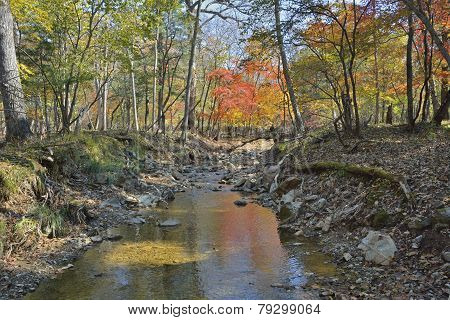 Autumn Woodsy River