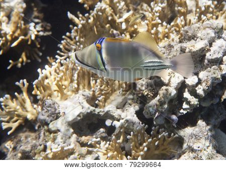 Picasso triggerfish