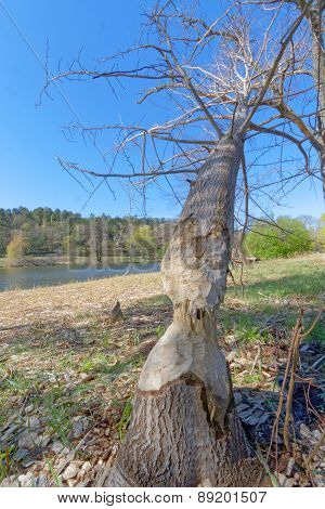 Fallen Tree Because Of A Gnawing Beaver