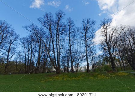 Large Trees Without Leaf