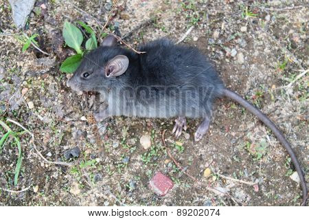 rat