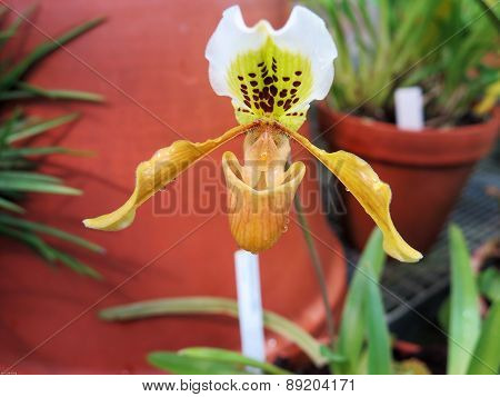 Orchid