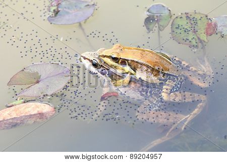 Taipei grass frogs mating