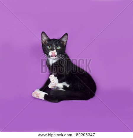 Blac And White Kitten Sitting On lilac