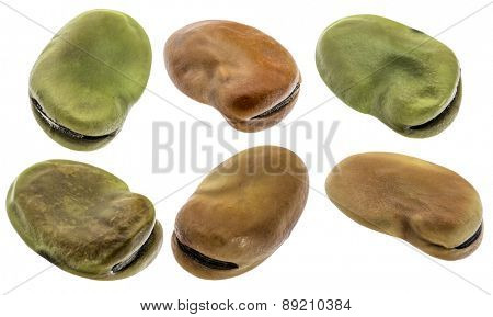 fava (broad) bean - six seeds isolated with clipping paths