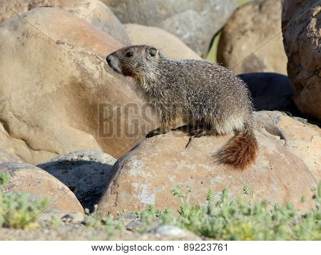 Yellow-Bellied Marmot - Marmota flaviventris