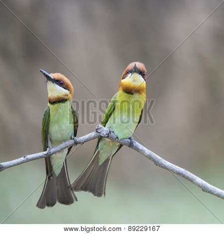 Chestnut-headed Bee-eater