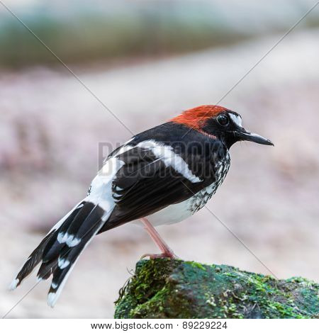 Male Chestnut-naped Forktail