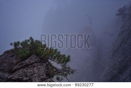 Mountains, Fog, Spruce