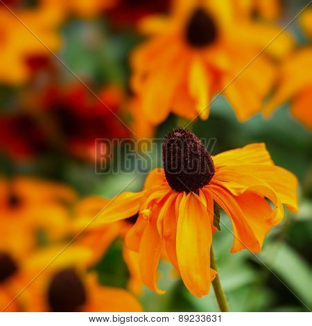 Black Eyed Susan (rudbeckia) flower with an intentional 85mm f1.2 blur.