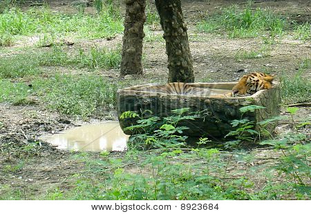 Tiger's Afternoon Nap in the tub