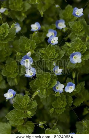 Veronica Persica Poir