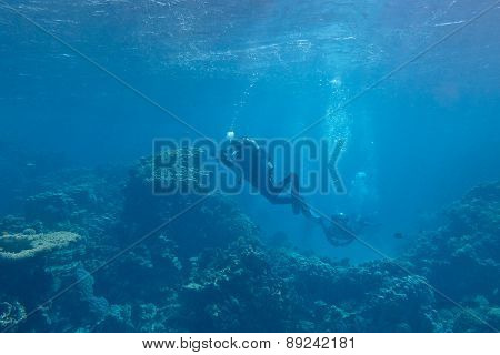 Divers Over A Coral Reef In Tropical Sea, Underwater