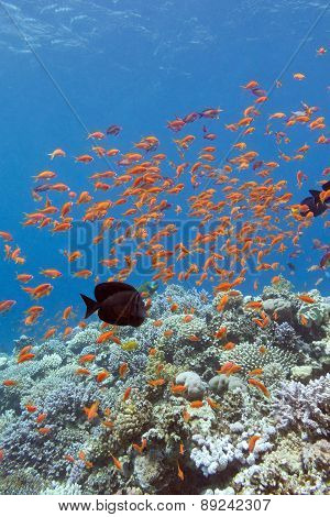 Coral Reef With Shoal Of Fishes Scalefin Anthias ,underwater