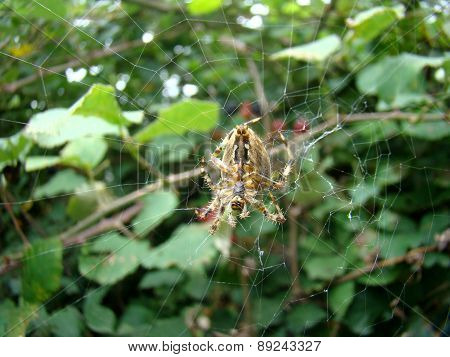 Spider guarding blackberry bush.