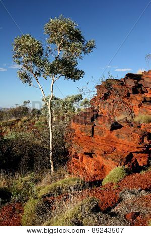 Red rock face and tree at Mount Nameless