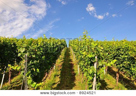 Vineyard