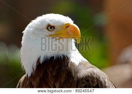 The Bald Eagle (Haliaeetus leucocephalus) portrait