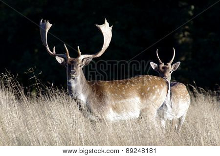 Deer
