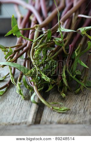 Red/Purple Morning glory on vintage wooden table