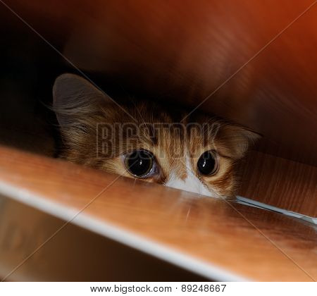 Curious Red Cat