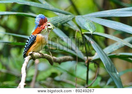 Banded Kingfisher