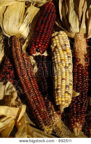 Indian Corn