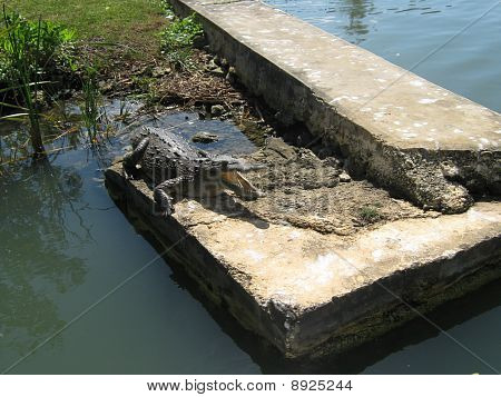 Ð¡rocodile
