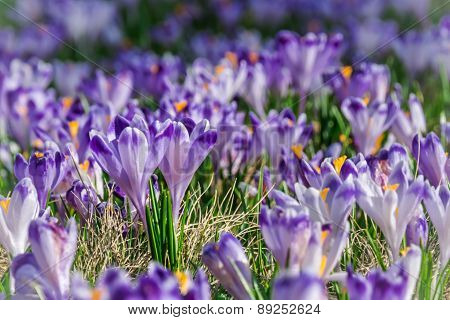 Wild Crocus  Blooming In  The First Sun Rays In Spring