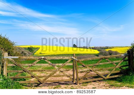 Fields Of Yellow Rapeseed