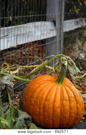 Pumpkin 
