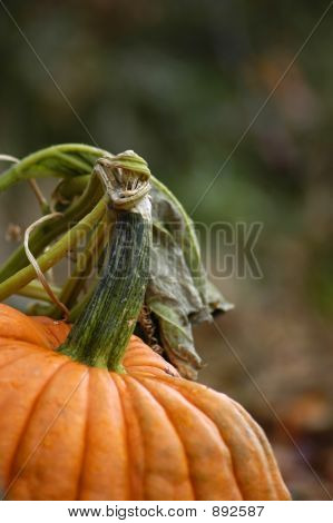 Pumpkin