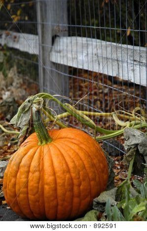Pumpkin