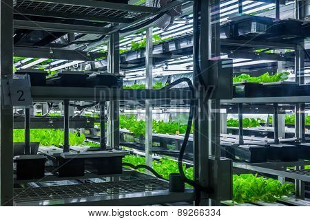 Plants are cultivated in hydroponic system