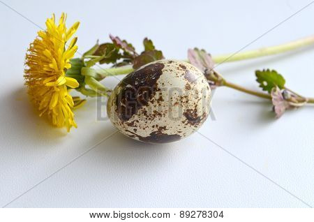 Quail egg and yellow on a white background Dandelion
** Note: Visible grain at 100%, best at smaller sizes