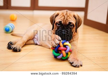 Little Puppy Bullmastiff