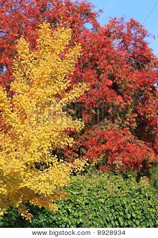 Árboles de otoño